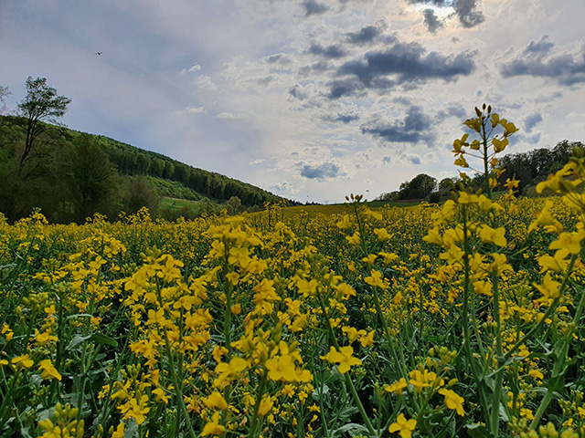 Rapsfeld