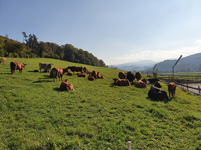 Die Herde auf der Wiese