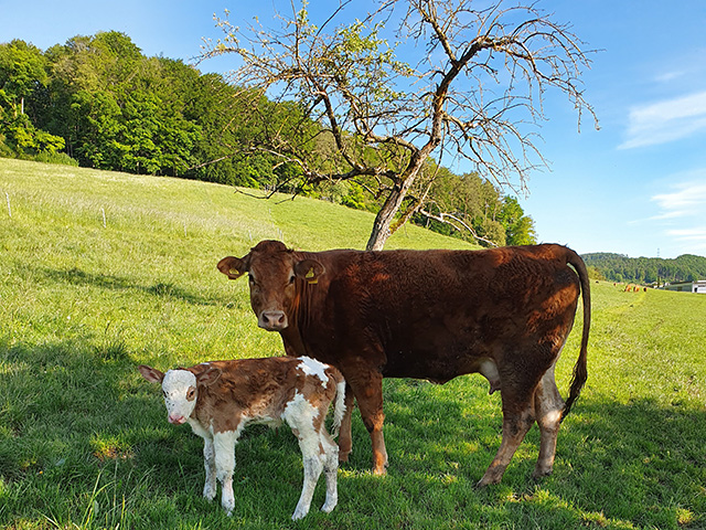 Mutterkuh mit Kalb